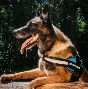 No Pull Solutions: The Best Dog Harness for Comfort and Control No Pull Solutions: The Best Dog Harness for Comfort and Control
